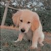 mirandadoglover